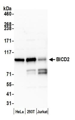 BICD2 Polyclonal Antibody, Bethyl Laboratories 20 &mu;L; Unconjugated:Antibodies,