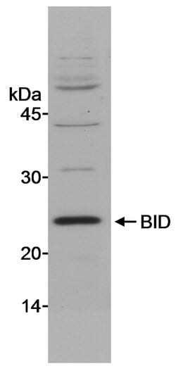BID Rabbit anti-Mouse, Polyclonal, Bethyl Laboratories 100 &mu;L; Unconjugated:Antibodies,