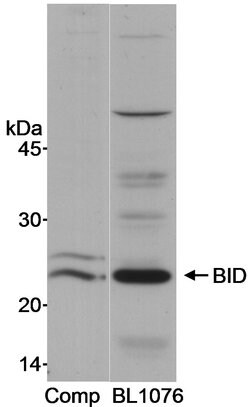 BID Rabbit anti-Human, Polyclonal, Bethyl Laboratories 100 &mu;L; Unconjugated:Antibodies,