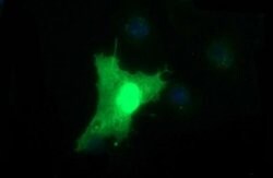 BID Monoclonal Antibody (OTI2H9), TrueMAB , OriGene 100 &mu;L; Unconjugated:Antibodies,