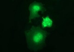 BID Monoclonal Antibody (OTI4A1), TrueMAB , OriGene 100 &mu;L; Unconjugated:Antibodies,