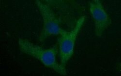 BID Monoclonal Antibody (OTI3E6), TrueMAB , OriGene 100 &mu;L; Unconjugated:Antibodies,