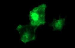 BID Monoclonal Antibody (OTI3E9), TrueMAB , OriGene 100 &mu;L; Unconjugated:Antibodies,