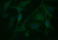 BID Mouse anti-Human, Clone: OTI3A10, lyophilized, TrueMAB 100 &mu;g; Unconjugated:Antibodies,