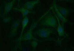 BID Monoclonal Antibody (OTI3A10), TrueMAB , OriGene 100 &mu;L; Unconjugated:Antibodies,