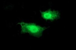 BID Mouse anti-Human, Clone: OTI3C8, lyophilized, TrueMAB 100 &mu;g; Unconjugated:Antibodies,