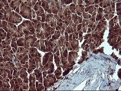 BID Monoclonal Antibody (OTI4A1), TrueMAB , OriGene 100 &mu;L; Unconjugated:Antibodies,
