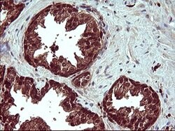 BID Monoclonal Antibody (OTI4A1), TrueMAB , OriGene 100 &mu;L; Unconjugated:Antibodies,
