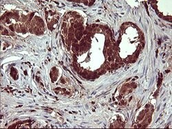 BID Monoclonal Antibody (OTI4A1), TrueMAB , OriGene:Antibodies:Primary