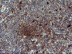 BID Monoclonal Antibody (OTI2A2), TrueMAB , OriGene:Antibodies:Primary