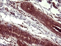 BID Mouse anti-Human, Clone: OTI3A10, lyophilized, TrueMAB 100 &mu;g; Unconjugated:Antibodies,
