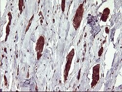BID Mouse anti-Human, Clone: OTI3A10, lyophilized, TrueMAB 100 &mu;g; Unconjugated:Antibodies,