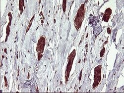 BID Monoclonal Antibody (OTI3A10), TrueMAB , OriGene 100 &mu;L; Unconjugated:Antibodies,