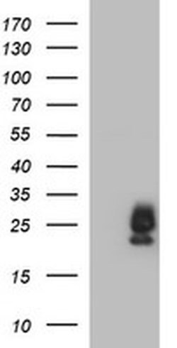 BID Monoclonal Antibody (OTI2B6), TrueMAB , OriGene:Antibodies:Primary