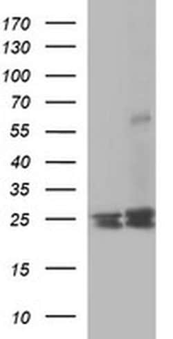 BID Monoclonal Antibody (OTI2H9), TrueMAB , OriGene 100 &mu;L; Unconjugated:Antibodies,