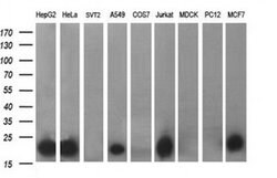 BID Monoclonal Antibody (OTI2H9), TrueMAB , OriGene 100 &mu;L; Unconjugated:Antibodies,