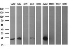 BID Monoclonal Antibody (OTI3E6), TrueMAB , OriGene 100 &mu;L; Unconjugated:Antibodies,