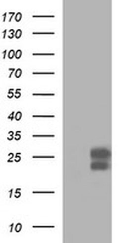 BID Monoclonal Antibody (OTI1G1), TrueMAB , OriGene:Antibodies:Primary