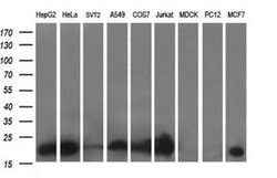 BID Monoclonal Antibody (OTI3E9), TrueMAB , OriGene 100 &mu;L; Unconjugated:Antibodies,