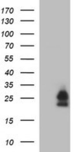 BID Mouse anti-Human, Clone: OTI3A10, lyophilized, TrueMAB 100 &mu;g; Unconjugated:Antibodies,