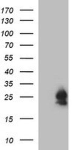 BID Mouse anti-Human, Clone: OTI3C8, lyophilized, TrueMAB 100 &mu;g; Unconjugated:Antibodies,