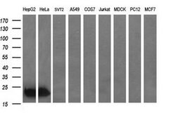 BID Mouse anti-Human, Clone: OTI3C8, lyophilized, TrueMAB 100 &mu;g; Unconjugated:Antibodies,