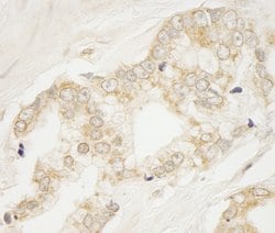 BIG1/ARFGEF1 Polyclonal Antibody, Bethyl Laboratories 100 &mu;L; Unconjugated:Antibodies,