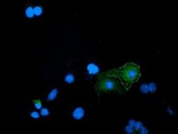 BIN3 Monoclonal Antibody (OTI2D7), TrueMAB , OriGene:Antibodies:Primary