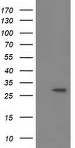 BIN3 Monoclonal Antibody (OTI7D6), TrueMAB , OriGene 100 &mu;L; Unconjugated:Antibodies,