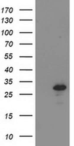 BIN3 Monoclonal Antibody (OTI4A6), TrueMAB , OriGene 100 &mu;L; Unconjugated:Antibodies,