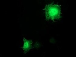 BIRC3 Mouse anti-Human, Clone: OTI1D12, lyophilized, TrueMAB 100 &mu;g;