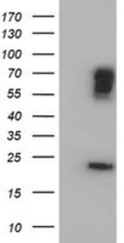 BIRC3 Mouse anti-Human, Clone: OTI1E3, lyophilized, TrueMAB 100 &mu;g;