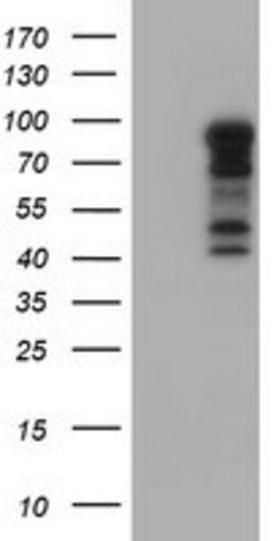 BIRC3 Mouse anti-Human, Clone: OTI1D12, lyophilized, TrueMAB 100 &mu;g;