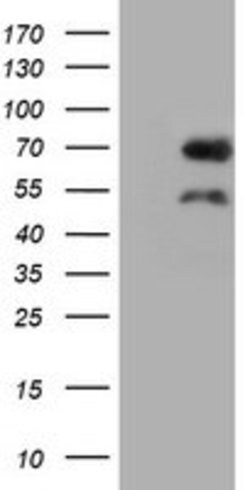 BIRC3 Mouse anti-Human, Clone: OTI2G7, lyophilized, TrueMAB 100 &mu;g;