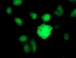 BIRC5/Survivin Monoclonal Antibody (OTI2D3), TrueMAB , OriGene 100 &mu;L;