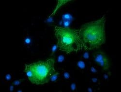 BIRC5/Survivin Monoclonal Antibody (OTI3G3), TrueMAB , OriGene 30 &mu;L;