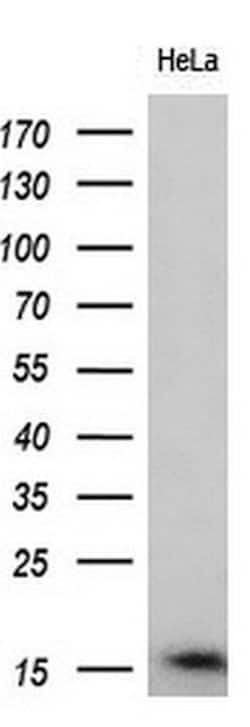 BIRC5/Survivin Monoclonal Antibody (OTI2D3), TrueMAB , OriGene 100 &mu;L;