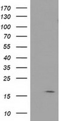 BIRC5/Survivin Monoclonal Antibody (OTI6H5), TrueMAB , OriGene 100 &mu;L;