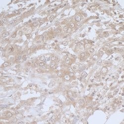 BIRC6/Apollon Rabbit anti-Human, Mouse, Polyclonal, Bethyl Laboratories