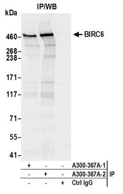 BIRC6/Apollon Rabbit anti-Human, Mouse, Polyclonal, Bethyl Laboratories