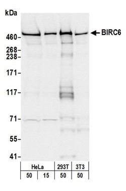 BIRC6/Apollon Rabbit anti-Human, Mouse, Polyclonal, Bethyl Laboratories