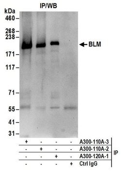 BLM Rabbit anti-Human, Mouse, Polyclonal, Bethyl Laboratories 100 &mu;L;