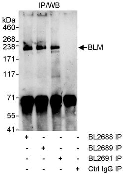 BLM Rabbit anti-Mouse, Polyclonal, Bethyl Laboratories 10 &mu;L; Unconjugated:Antibodies,