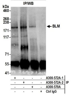 BLM Rabbit anti-Human, Mouse, Polyclonal, Bethyl Laboratories 100 &mu;L;