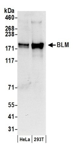 BLM Polyclonal Antibody, Bethyl Laboratories 20 &mu;L; Unconjugated:Antibodies,