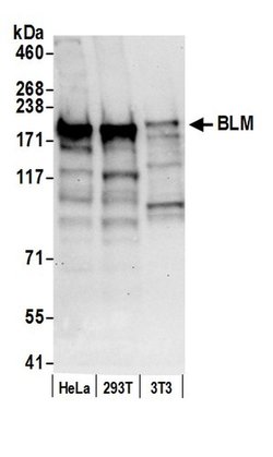 BLM Polyclonal Antibody, Bethyl Laboratories 20 &mu;L; Unconjugated:Antibodies,