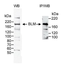 BLM Goat anti-Human, Polyclonal, Bethyl Laboratories 100 &mu;l; Unlabeled:Antibodies,