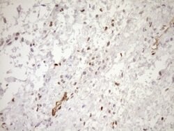 BLNK Mouse anti-Human, Clone: OTI4C9, lyophilized, TrueMAB 100 &mu;g; Unconjugated:Antibodies,