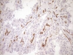 BLNK Mouse anti-Human, Clone: OTI4C9, lyophilized, TrueMAB 100 &mu;g; Unconjugated:Antibodies,