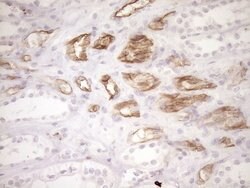 BLNK Mouse anti-Human, Clone: OTI4C9, lyophilized, TrueMAB 100 &mu;g; Unconjugated:Antibodies,